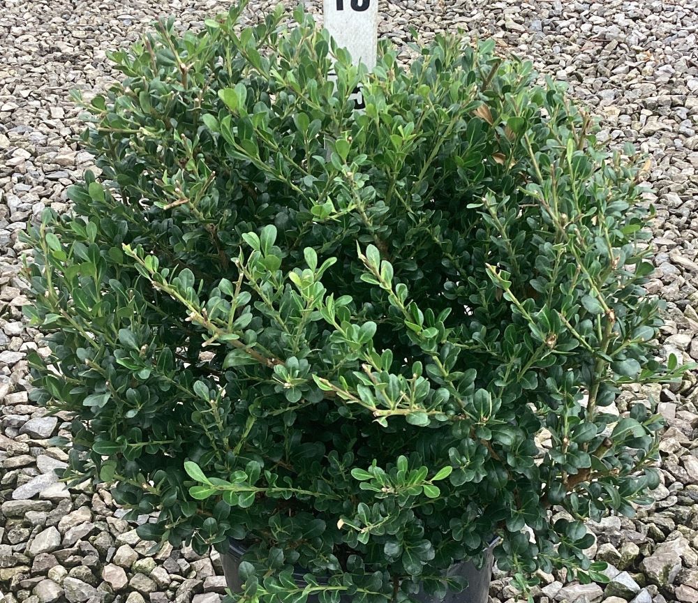Willoway Japanese Holly ~ Ilex crenata 'Willoway' G3