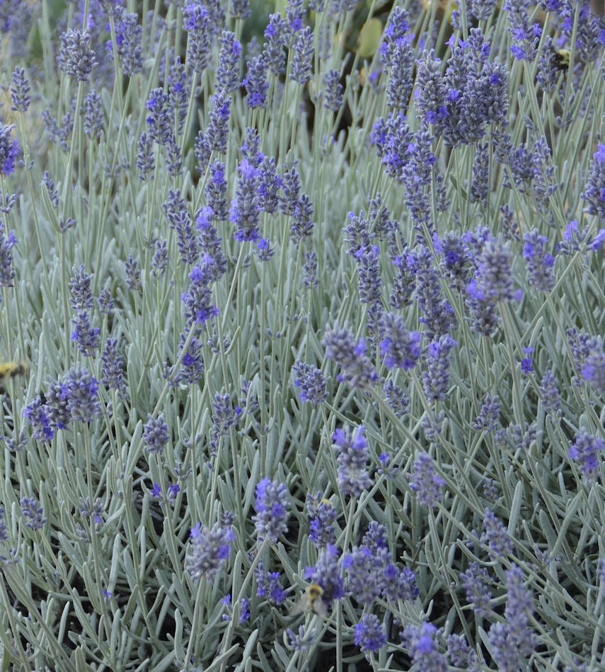 Silver Mist English Lavender ~ Lavandula angustifolia 'Silver Mist' 17CM