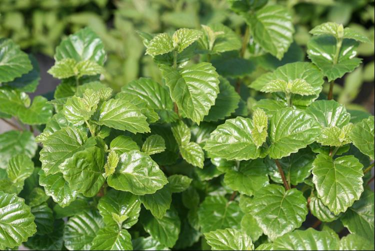 All That Glows® Arrowwood Viburnum ~ Viburnum dentatum var. deamii 'SMVDBL' G3