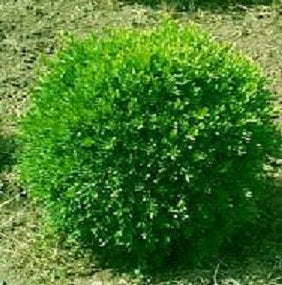 Franklins Gem Boxwood ~ Buxus microphylla 'Franklins Gem' G3