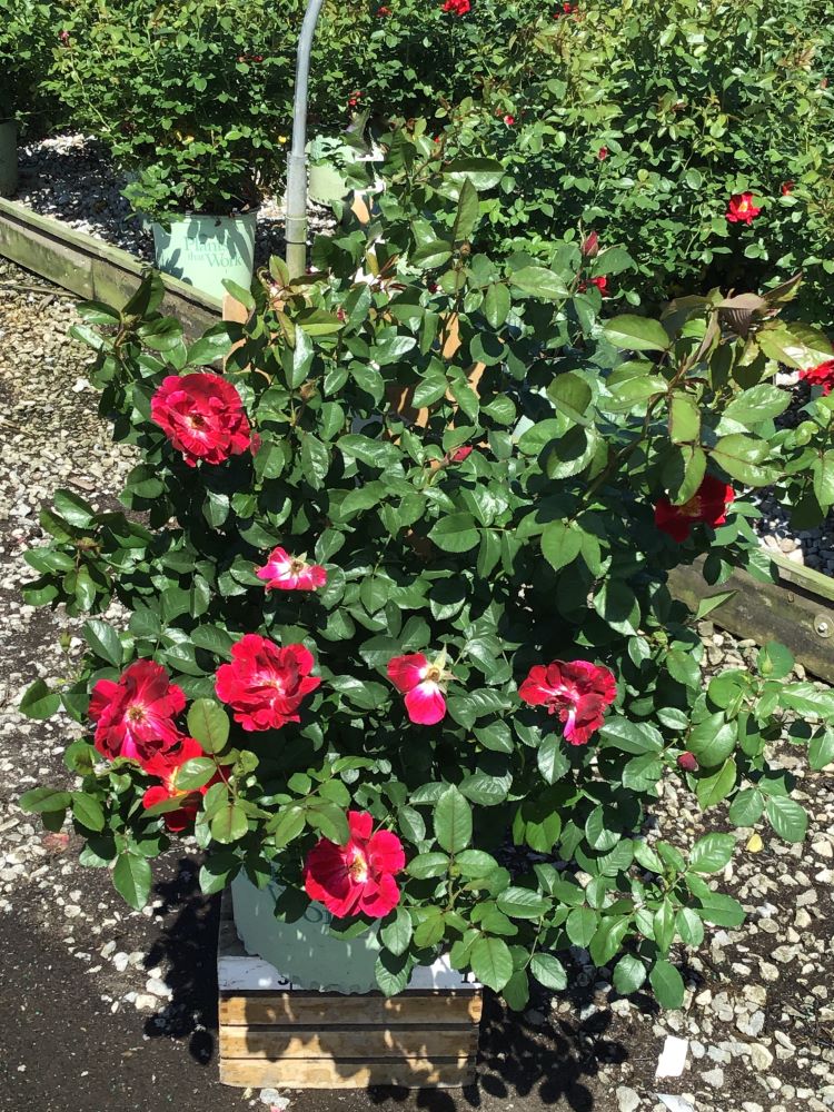 Red Streamer™ Climbing Rose ~ Rosa ‘Sprofifth’ G3