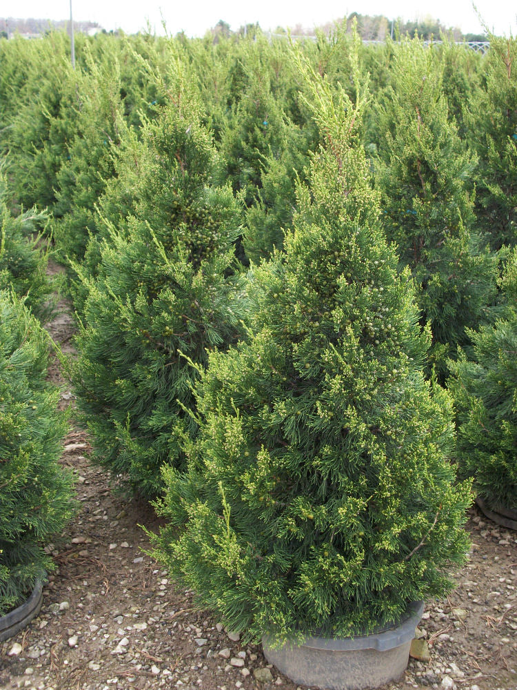 Green Columnar Juniper ~ Juniperus chinensis 'Hetzii Columnaris' G3