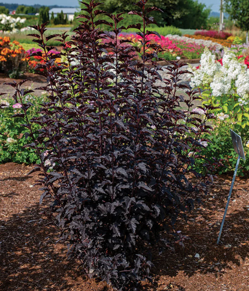 Panther® Ninebark ~ Physocarpus opulifolius ‘N5‘ G2