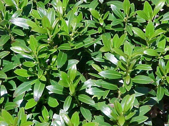 Shamrock Inkberry Holly ~ Ilex glabra 'Shamrock' G2