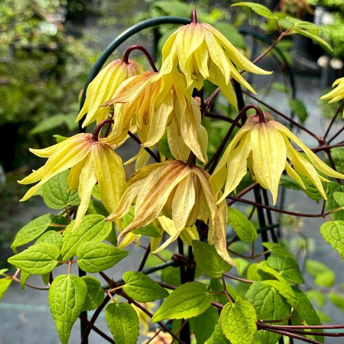 FUNYELLA® Clematis ~ Clematis x 'Golden Dream' G1