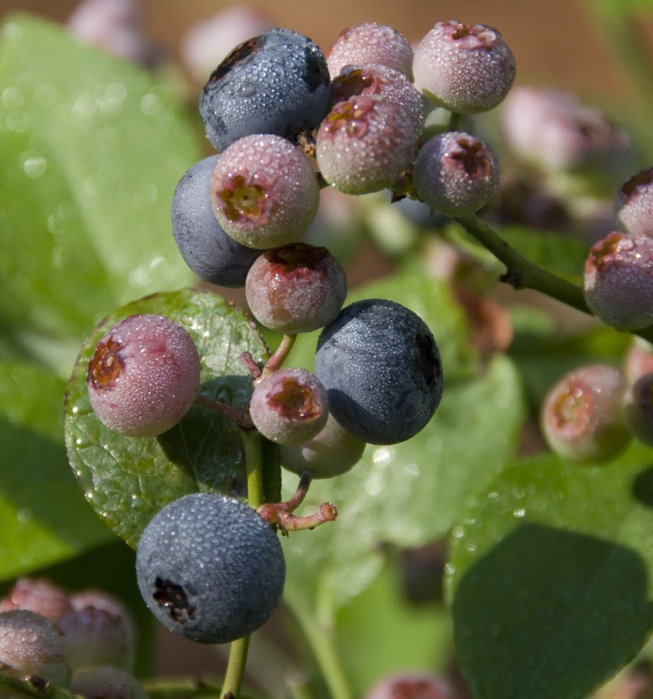 Patriot Blueberry ~ Vaccinium corymbosum 'Patriot' 19CM