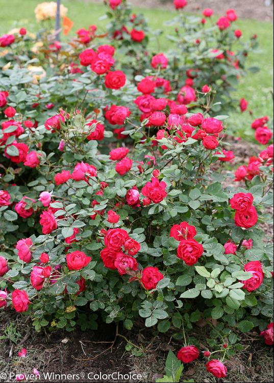 Oso Easy Double Red® Rose ~ Rosa x 'Meipeporia' G1