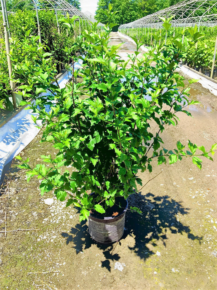 FIJI™ Rose of Sharon ~ Hibiscus syriacus 'Minspot' G2