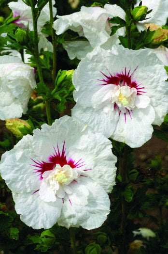 BALI™ Rose of Sharon ~ Hibiscus syriacus 'Minfren' G2
