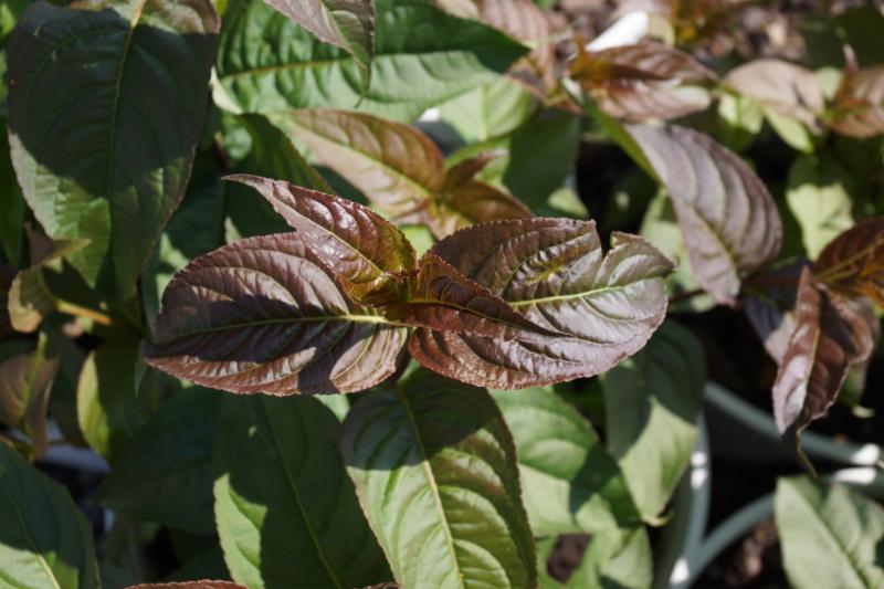 Kodiak® Black Dwarf Bush Honesuckle ~ Diervilla rivularis 'SMNDRSF' G1