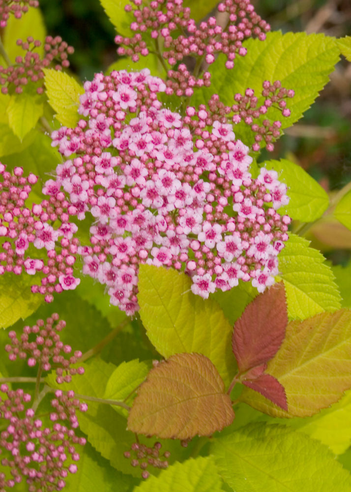 Double Play Big Bang® Spirea ~ Spirea x G1