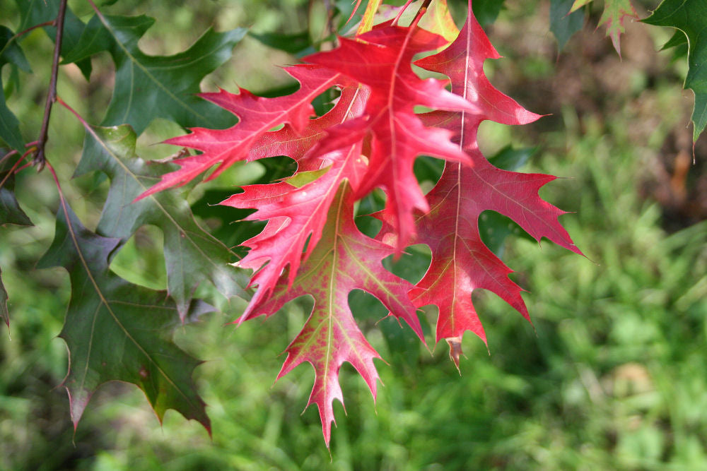 Scarlet Oak ~ Quercus coccinea G3