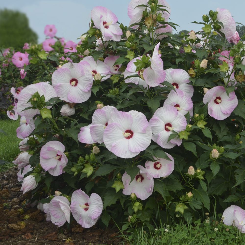 Summerific® Ballet Slippers Rose Mallow ~ Hibiscus x G1