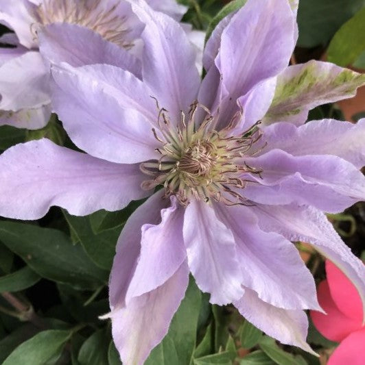 Filigree Clematis ~ Clematis x 'Evipo029' 17CM