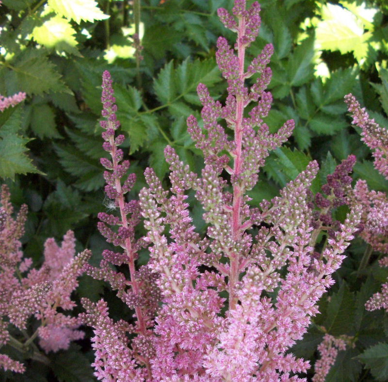 Vision in Pink Astilbe ~ Astilbe chinensis 'Vision in Pink' 19CM