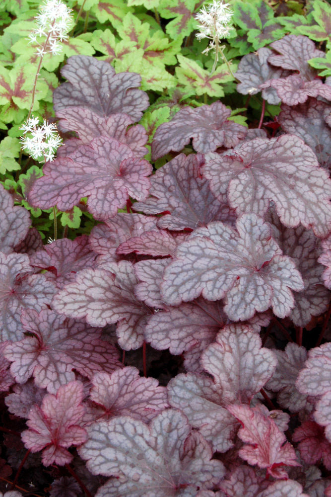 Plum Pudding Coral Bells ~ Heuchera x 'Plum Pudding' 19CM