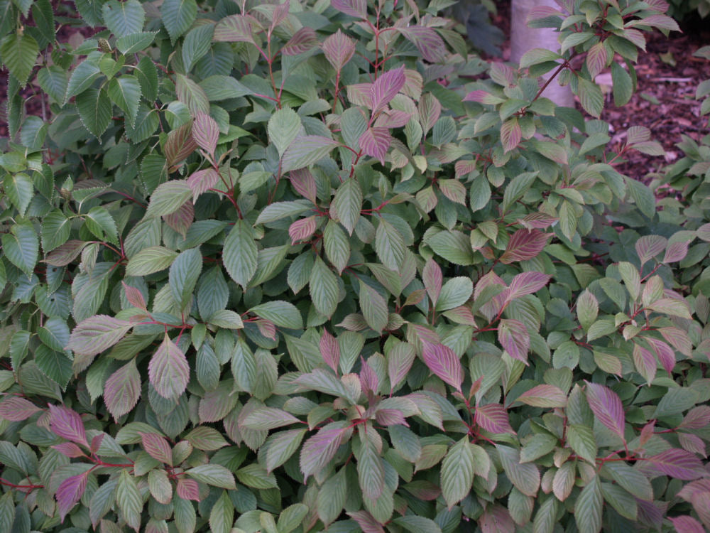 Dwarf Fragrant Viburnum ~ Viburnum farreri 'Nanum' G3