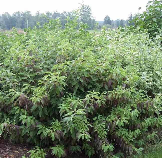 Red Gnome™ Dogwood ~ Cornus alba 'Regnzam' G3