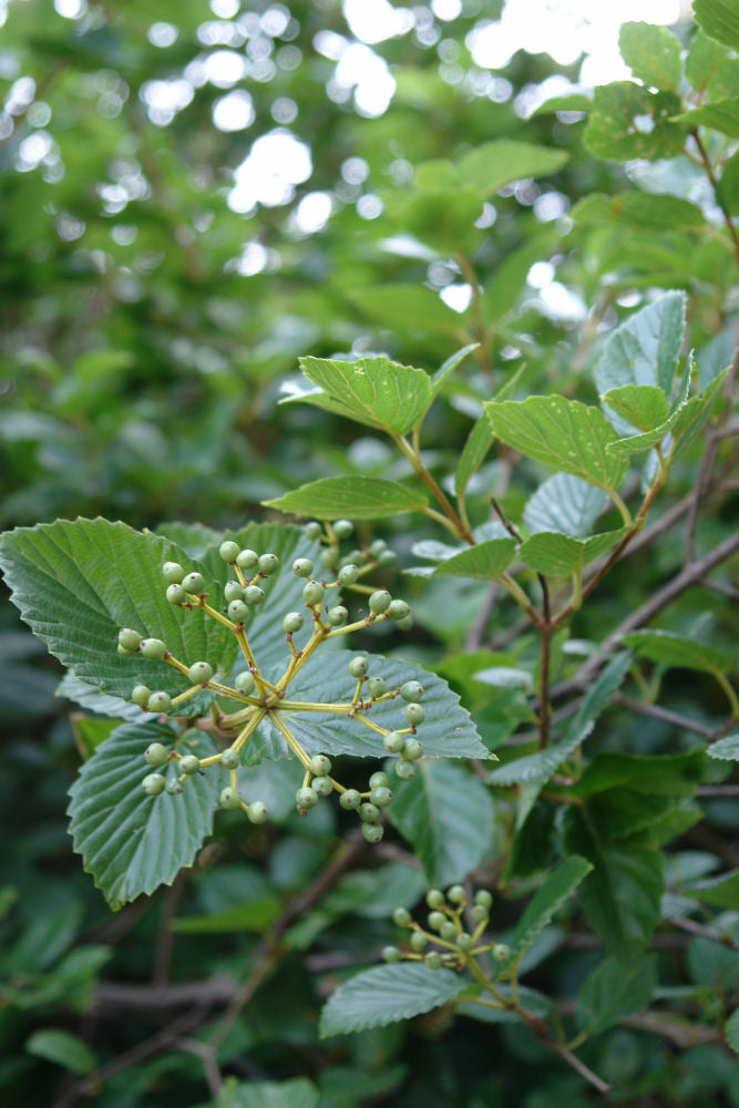 Chicago Lustre® Arrowwood Viburnum ~ Viburnum dentatum 'Synnestvedt' G3