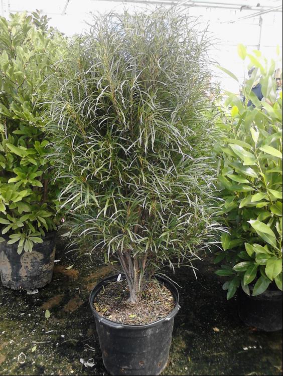 Fine Line® Buckthorn ~ Rhamnus frangula 'Ron Williams' G3