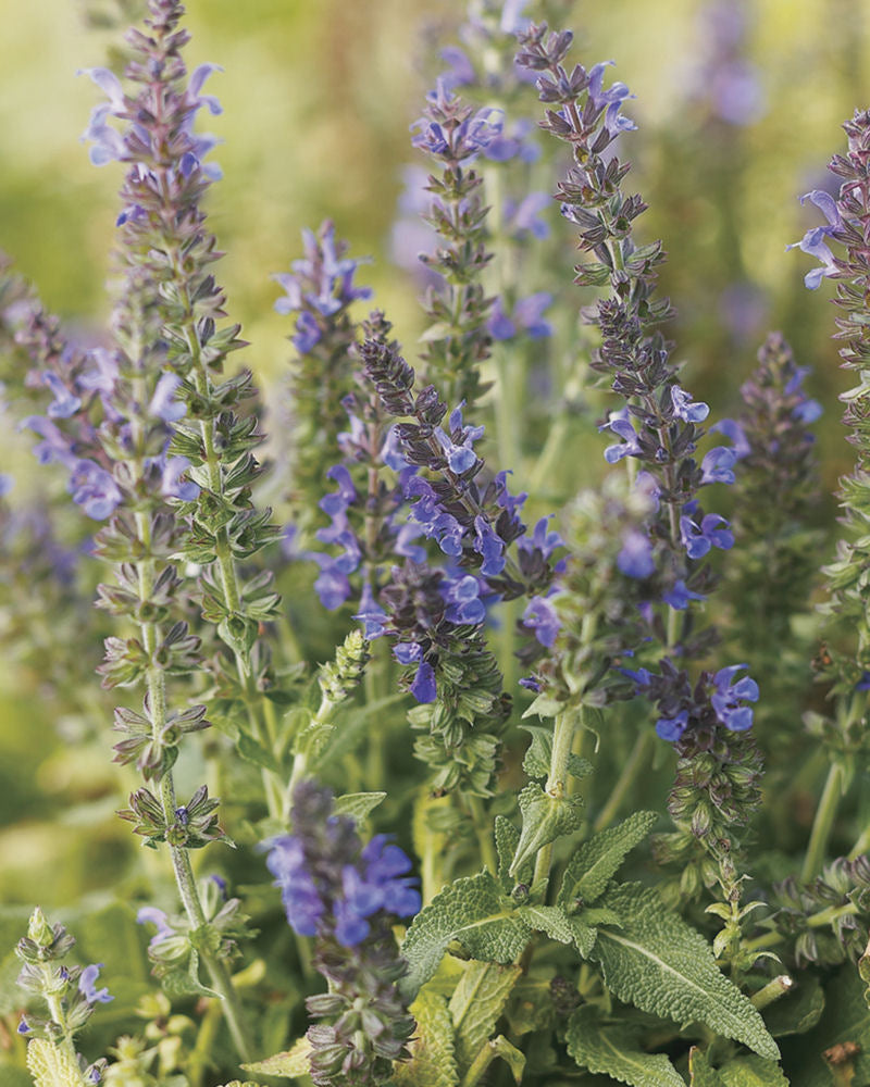 Marcus® Meadow Sage ~ Salvia nemorosa 'Haeumanarc' 19CM