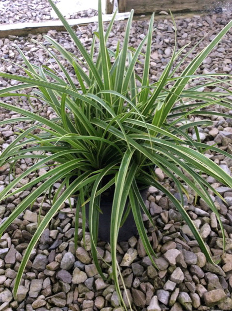 Ice Dance Japanese Sedge ~ Carex morrowii 'Ice Dance' 19CM