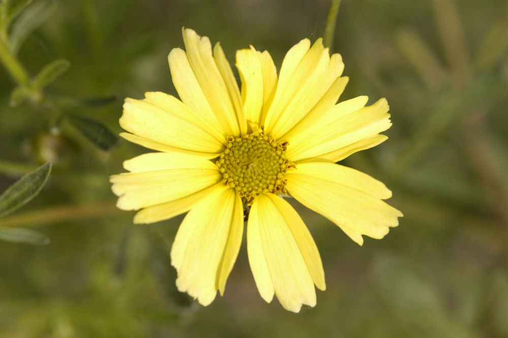 Creme Brulee Tickseed ~ Coreopsis verticillata 'Creme Brulee' 19CM