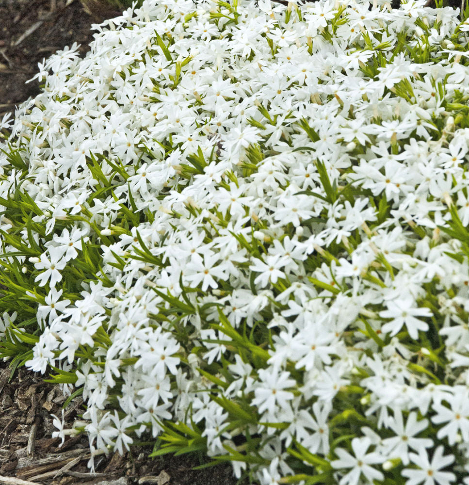Snowflake Spring Phlox ~ Phlox subulata 19CM