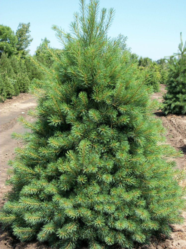 Eastern White Pine ~ Pinus strobus G3