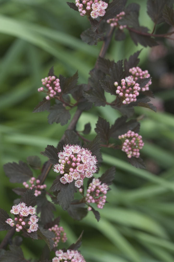 Summer Wine® Ninebark ~ Physocarpus opulifolius 'Seward' G3