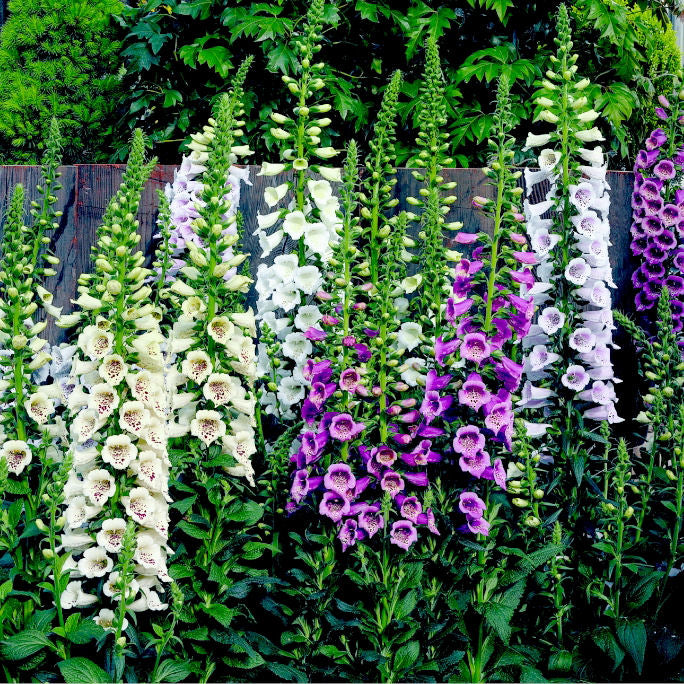 Camelot Lavender Foxglove ~ Digitalis purpurea 'Camelot Lavender' 19CM
