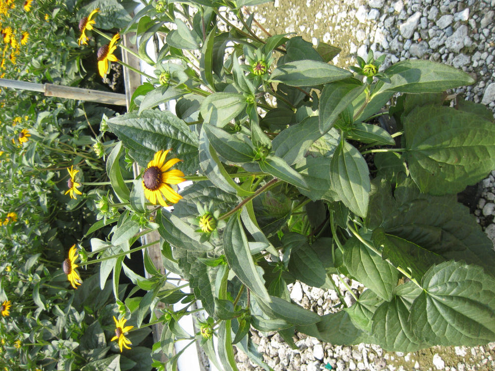 Goldsturm Black-Eyed Susan ~ Rudbeckia fulgida 19CM