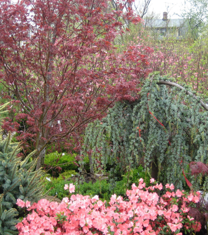 Bloodgood Japanese Maple ~ Acer palmatum 'Bloodgood' G3 24"