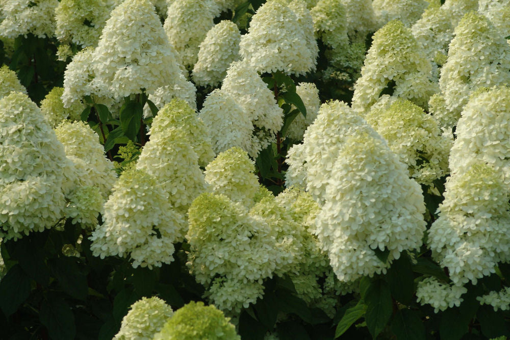 Limelight Panicle Hydrangea ~ Hydrangea paniculata 'Zwijnenburg' G1