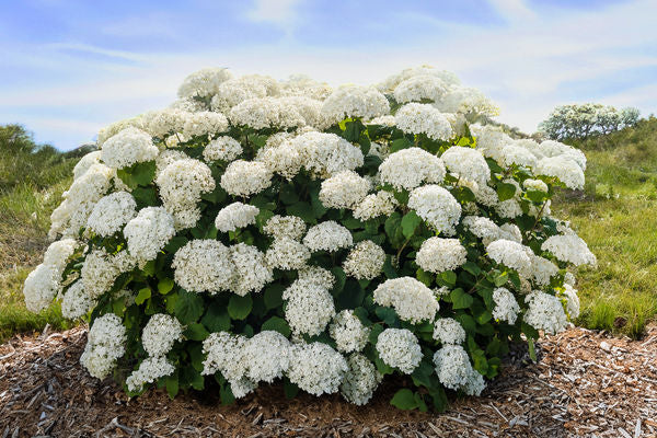 FlowerFull® Smooth Hydrangea ~ Hydrangea arborescens 'BAIful' G3