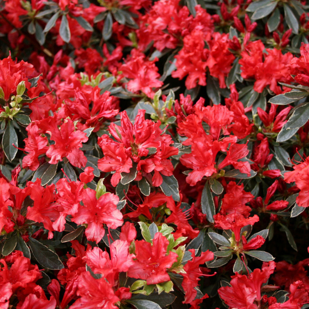 Girard Hot Shot Azalea ~ Rhododendron x 'Girard Hot Shot' 19CM
