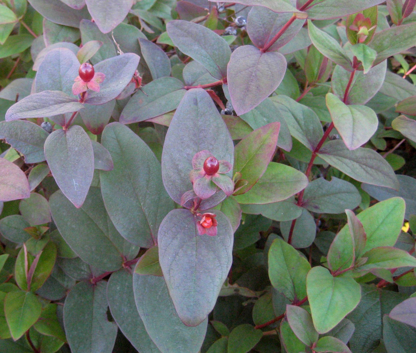 Albury Purple St. Johns Wort ~ Hypericum androsaemum 'Albury Purple' G2