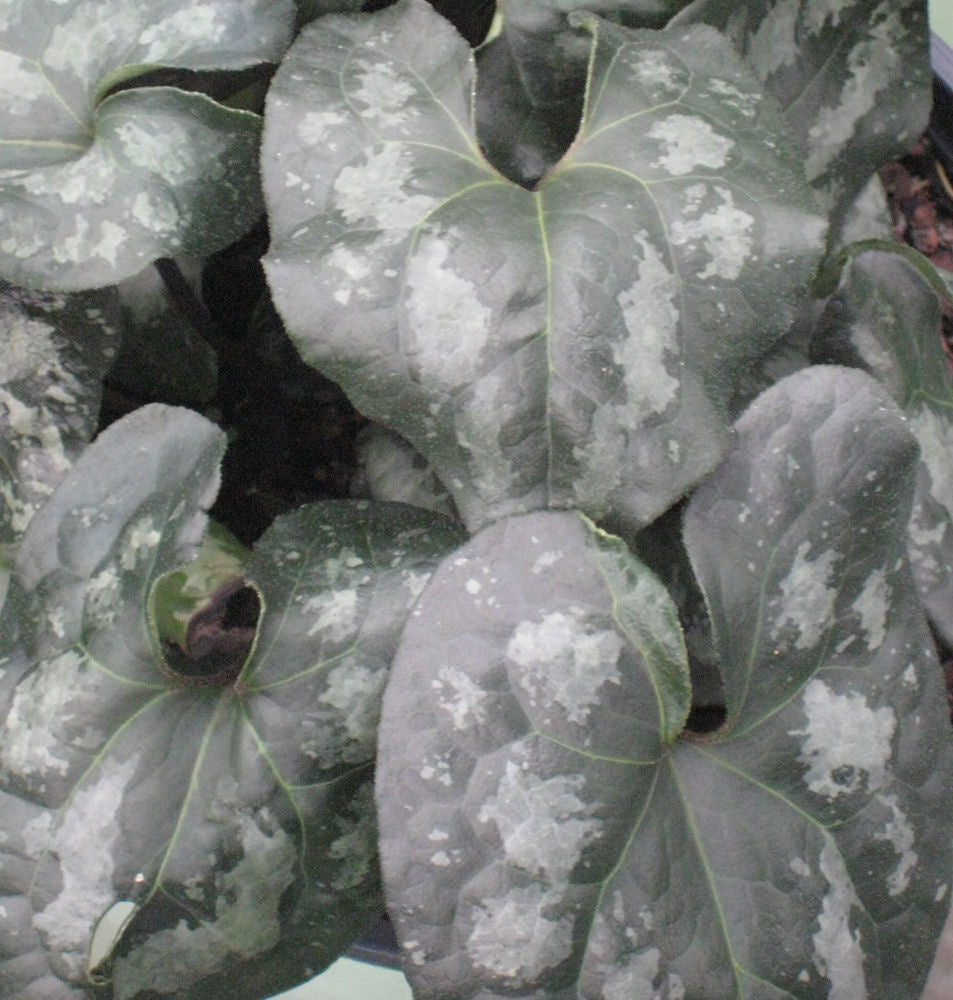 Chinese Wild Ginger ~ Asarum spendens 19CM PTW