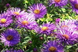 Purple Dome New England Aster ~ Symphyotrichum novae-angliae 'Purple Dome' 19CM