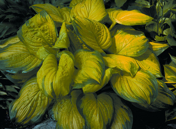 Stained Glass Plantain Lily ~ Hosta 'Stained Glass' 19CM