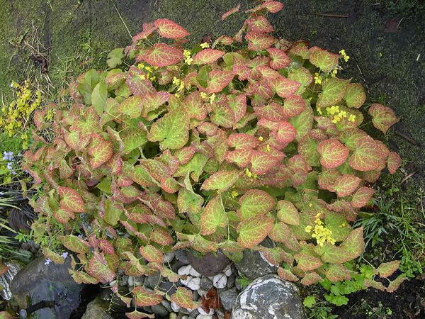 Frohnleiten Barrenwort ~ Epimedium × perralchicum 'Frohnleiten' 19CM