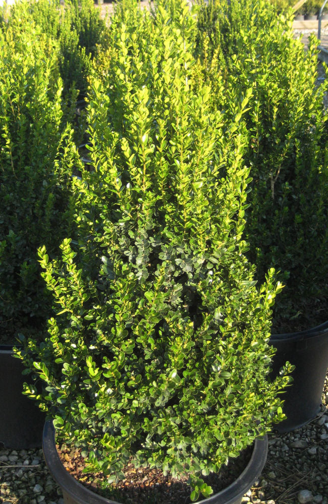 Cranberry Creek Boxwood ~ Buxus x 'Cranberry Creek' G3
