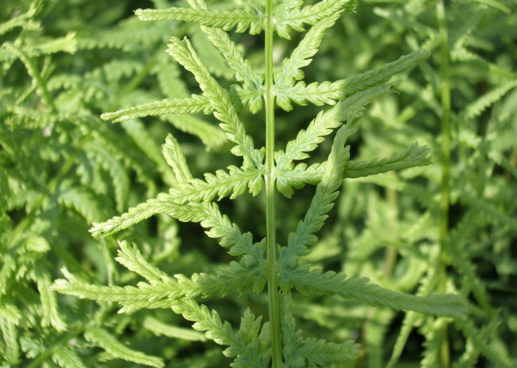 Dre's Dagger Fern ~ Athyrium filix-femina 'Dre's Dagger' 19CM