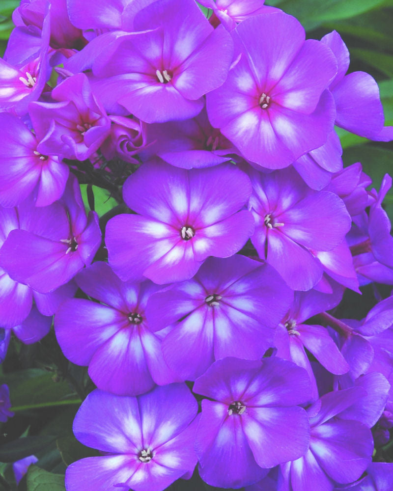 Grape Lollipop™ Phlox ~ Phlox paniculata 'Ditomsur' 19CM