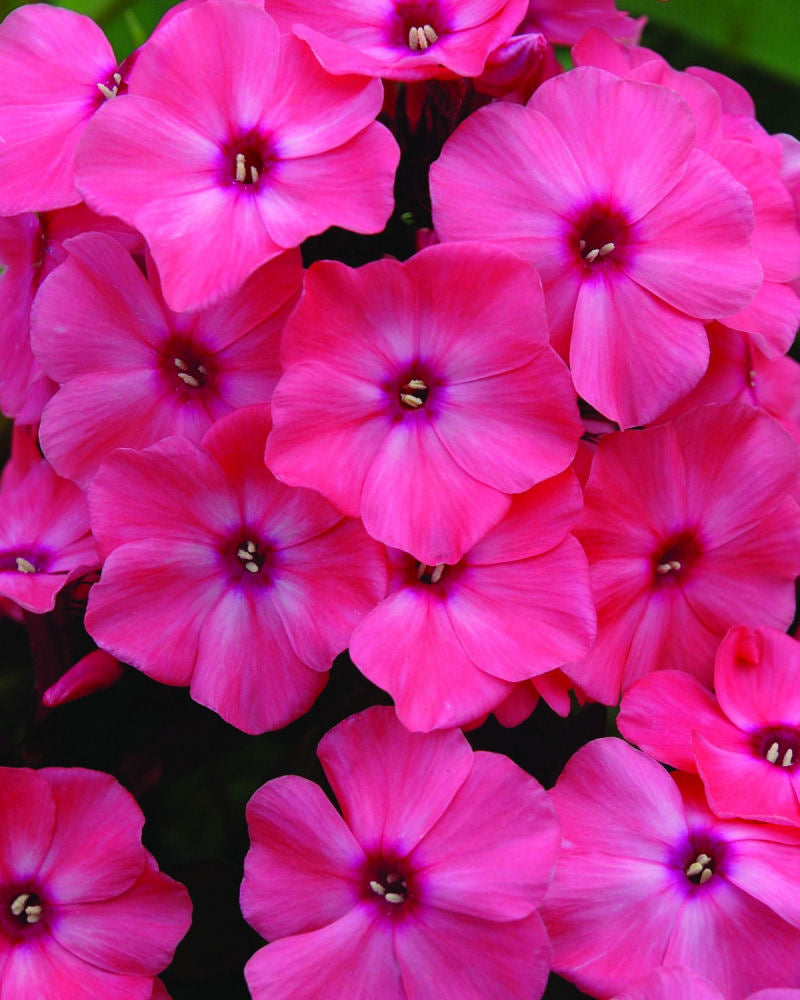 Coral Crème Drop™ Phlox ~ Phlox paniculata 'Ditomdre' 19CM