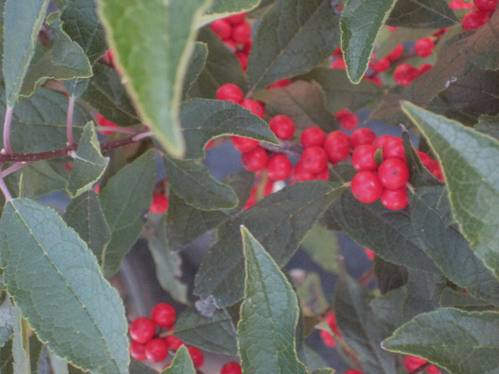 Red Sprite Winterberry ~ Ilex verticillata 'Red Sprite' G3