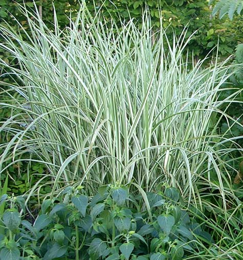 Rigoletto Maiden Grass ~ Miscanthus sinensis ‘Rigoletto’ G3