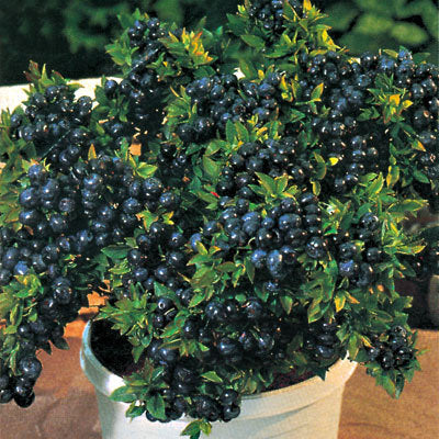 Top Hat Blueberry ~ Vaccinium corymbosum 'Top Hat' G1