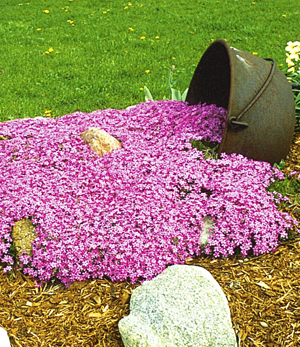 Emerald Pink Spring Phlox ~ Phlox subulata 19CM