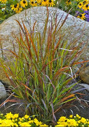 Cheyenne Sky Red Switch Grass ~ Panicum virgatum 'Cheyenne Sky' G3